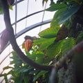 Krohn Conservatory